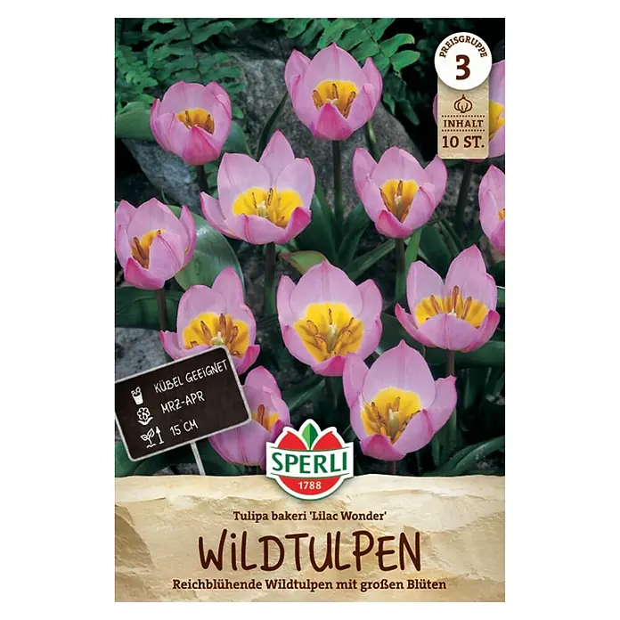 Sperli Blumenzwiebeln Wildtulpe Lilac Wonder - Tulipa bakeri, Lila-Rosa, 10 Stk. - Sperli 'Lilac Wonder' Wildtulpen (10 Stück), rosa mit gelben Zentren, in natürlicher Gartenumgebung. Geeignet für Kübel, Blütezeit März-April.