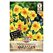 Sperli Narzissen Martinette (Narcissus pseudonarcissus, Gelb) | BAUHAUS
