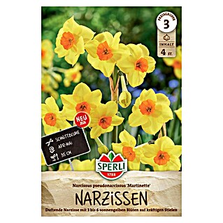 Sperli Narzissen Martinette (Narcissus pseudonarcissus, Gelb)