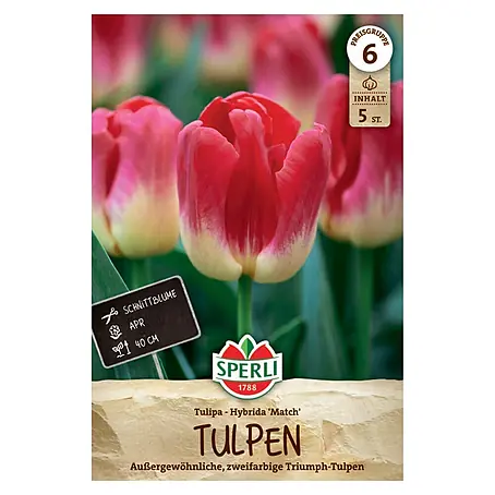 Sperli  Blumenzwiebeln Triumph-Tulpe Match