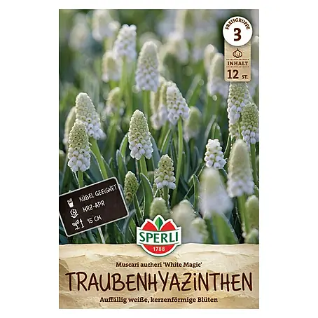 Sperli  Blumenzwiebeln Traubenhyazinthe White Magic