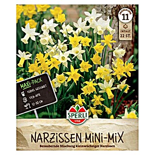Sperli Blumenzwiebeln Narzissen Mini Mix (Narcissus pseudonarcissus, Anzahl Blumenzwiebeln: 22 Stk., Gelb)