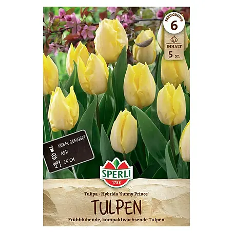 Sperli  Blumenzwiebeln Einfache Frühe Tulpe Sunny Prince