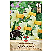 Sperli Narzissen Terry (Narcissus pseudonarcissus, Gelb) | BAUHAUS