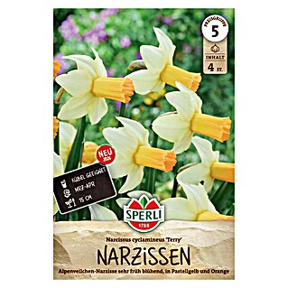 Sperli Narzissen Terry (Narcissus pseudonarcissus, Gelb)