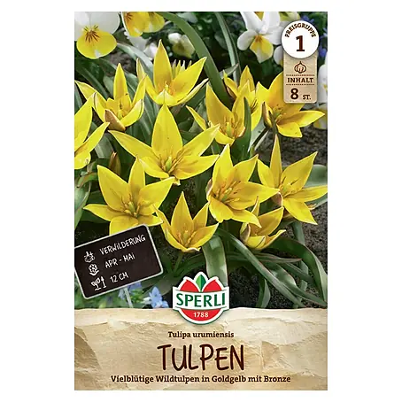 Sperli  Blumenzwiebeln Wildtulpe Urumiensis