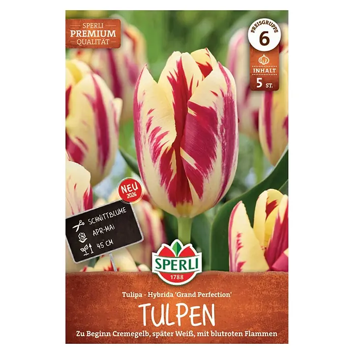 Sperli Blumenzwiebeln Premium Triumph-Tulpe Grand Perfection - Tulipa hybrids, Anzahl Blumenzwiebeln: 5 Stk. - Sperli 'Grand Perfection' Tulpen, cremegelb und weiß mit blutroten Flammen, als Schnittblumen auf der Zwiebelpackung.