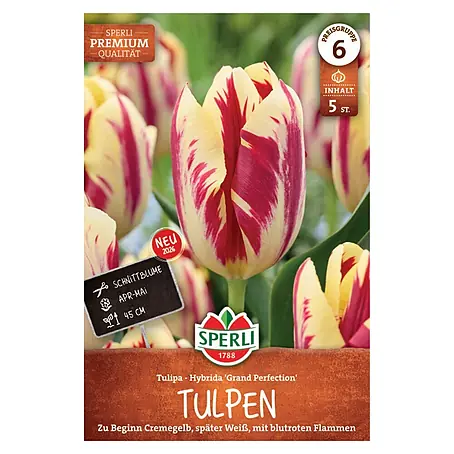 Sperli  Blumenzwiebeln Premium Triumph-Tulpe Grand Perfection