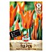 Sperli Tulpen Ballerina 