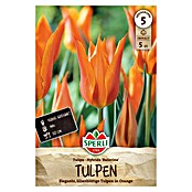 Sperli Tulpen Ballerina (Tulipa hybrids, Orange) | BAUHAUS