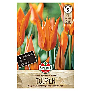 Sperli Tulpen Ballerina (Tulipa hybrids, Orange)