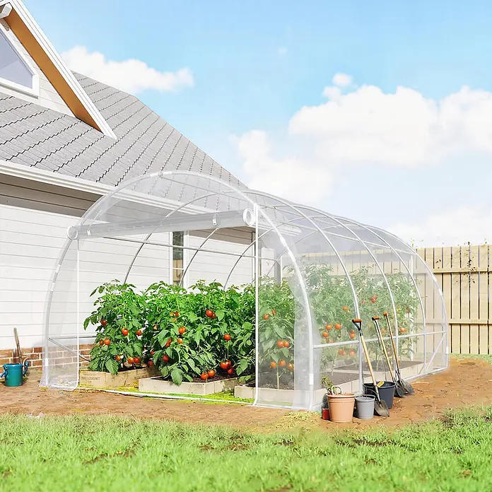 Outsunny Gewächshaus - 297 x 395 cm, Material Seitenwand: Kunststoff, 0,6 mm, Transparent - Ein gewölbtes, transparentes Gewächshaus mit üppigen Tomatenpflanzen und reifen roten Tomaten, in einem Garten neben einem Haus.