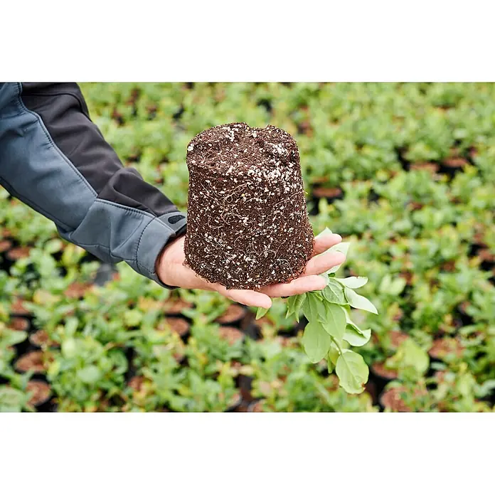 Knauf Pflanzengranulat und Bodenverbesserer Perligran Premium -  - Hand hält einen Pflanzenwurzelballen mit sichtbaren Wurzeln und grünen Blättern, bereit zum Umpflanzen.