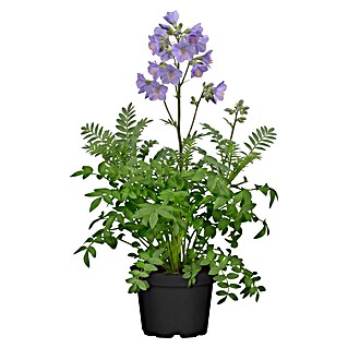 Piardino Frühlingsblüher Jakobsleiter (Polemonium caeruleum, Topfgröße: 13 cm)