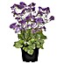 Piardino Staude Strandflieder Blue Dream 