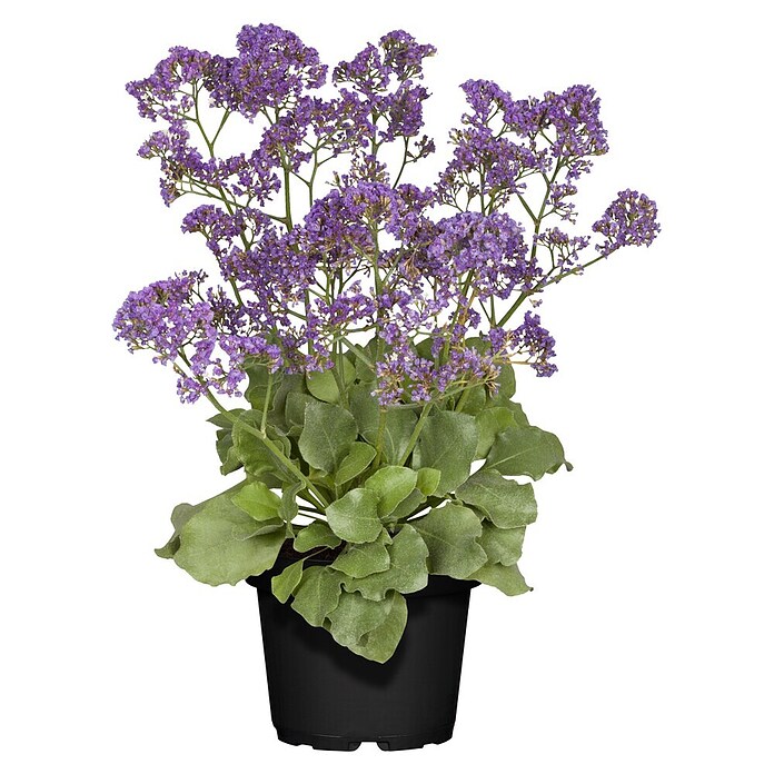 Limonium vulgare statice 19 Blue Dream