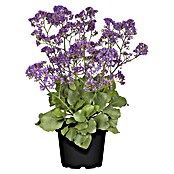 Limonium vulgare statice 19 Blue Dream