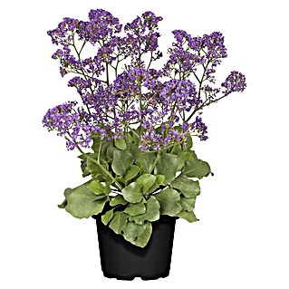 Piardino Staude Strandflieder (Limonium vulgare statice, Topfgröße: 19 cm)