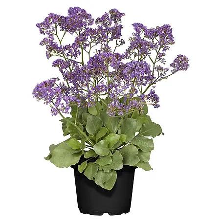 Piardino  Staude Strandflieder Blue Dream