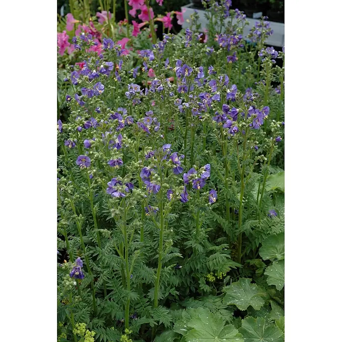 Piardino Frühlingsblüher Jakobsleiter - Polemonium caeruleum, Topfgröße: 13 cm - Violette Blumen mit gelben Staubblättern und farnähnlichen grünen Blättern, die in einem Garten wachsen.