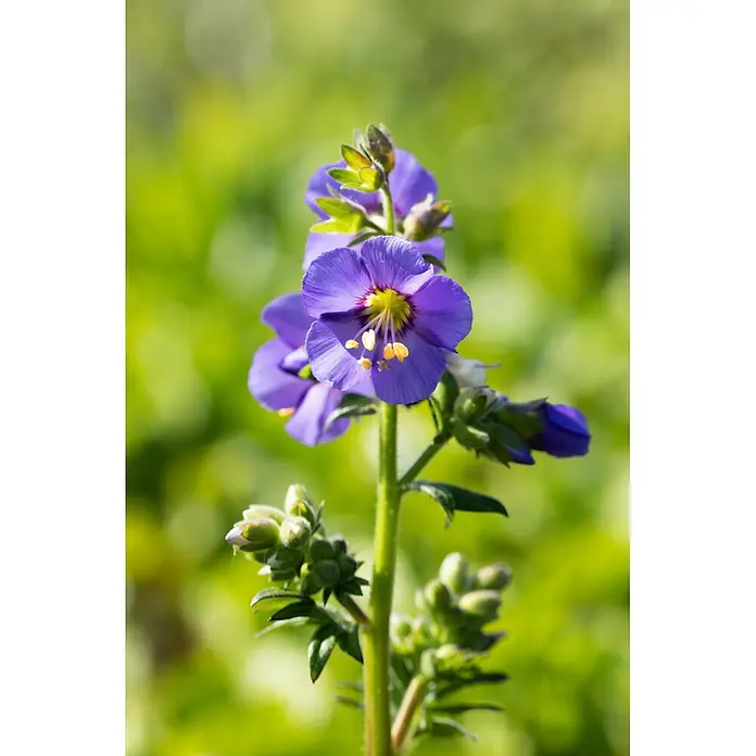 Piardino Frühlingsblüher Jakobsleiter - Polemonium caeruleum, Topfgröße: 13 cm - Leuchtend lila Blüte mit gelben Staubgefäßen und grünen Knospen am Stiel.