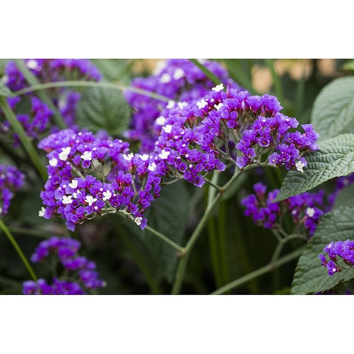 Limonium vulgare statice 19 Blue Dream
