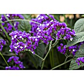 Limonium vulgare statice 19 Blue Dream