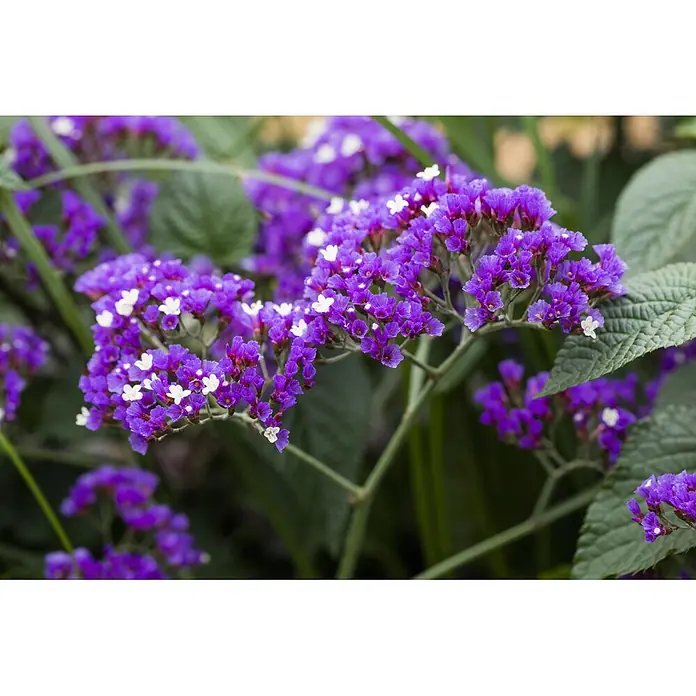Piardino Staude Strandflieder Blue Dream - Limonium vulgare statice, Topfgröße: 19 cm - Leuchtend violette Blüten mit kleinen weißen Zentren, auf grünen Stielen gruppiert.
