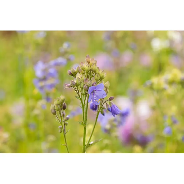 Piardino Frühlingsblüher Jakobsleiter - Polemonium caeruleum, Topfgröße: 13 cm - Nahaufnahme einer leuchtend violetten Blume mit Knospen in einer weichgezeichneten Wiese.