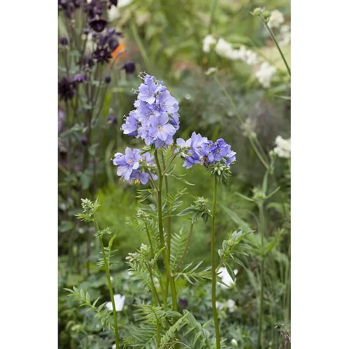 Piardino Frühlingsblüher Jakobsleiter - Polemonium caeruleum, Topfgröße: 13 cm - Leuchtend blau-violette Jakobsleiter-Blüten in einem Garten, mit einer Biene auf einer Blüte.