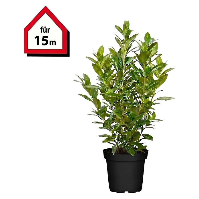 Piardino Kirschlorbeer Caucasica - Aktuelle Wuchshöhe: 100 cm - 125 cm, Prunus laurocerasus 'Caucasica', Topfgröße: 30 cm, 30 Stk. - Grüne Blattpflanze in schwarzem Topf mit Aufschrift „für 15m“.