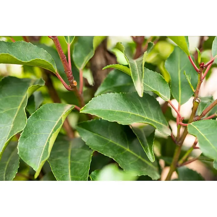 Piardino Portugiesische Lorbeerkirsche Angustifolia - Aktuelle Wuchshöhe: 80 cm - 100 cm, Prunus lusitanica 'Angustifolia', Topfgröße: 23 cm, 20 Stk. - Nahaufnahme einer Pflanze mit glänzenden grünen Blättern und markanten roten Stängeln.