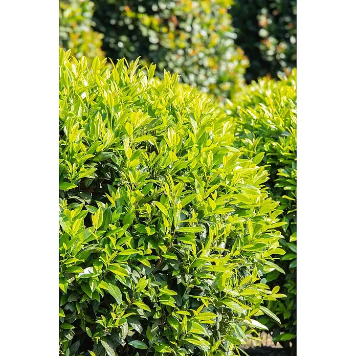 Piardino Kirschlorbeer - Aktuelle Wuchshöhe: 100 cm - 125 cm, Prunus laurocerasus 'Caucasica', Topfgröße: 30 cm, 20 Stk. - Üppiges grünes Laub einer Hecke mit helleren Blättern und kleinen Blütenknospen.