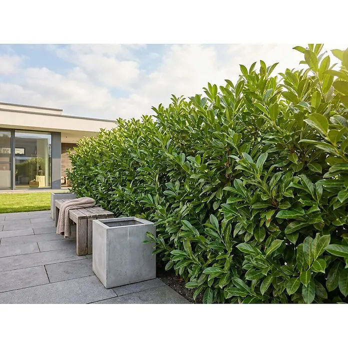 Piardino Kirschlorbeer - Aktuelle Wuchshöhe: 100 cm - 125 cm, Prunus laurocerasus 'Caucasica', Topfgröße: 30 cm, 20 Stk. - Moderner Garten mit grauem Betonkübel und Holzbank auf gepflasterter Terrasse.