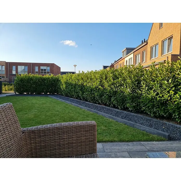 Piardino Kirschlorbeer - Aktuelle Wuchshöhe: 100 cm - 125 cm, Prunus laurocerasus 'Caucasica', Topfgröße: 30 cm, 20 Stk. - Geflochtener brauner Gartenstuhl in einem Garten, mit Blick auf Rasen und grüne Hecke.