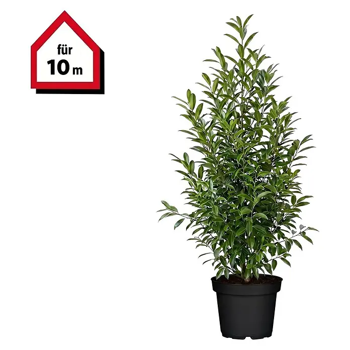 Piardino Portugiesische Lorbeerkirsche Angustifolia - Aktuelle Wuchshöhe: 80 cm - 100 cm, Prunus lusitanica 'Angustifolia', Topfgröße: 23 cm, 20 Stk. - Grüne Topfpflanze im schwarzen Topf, mit rotem hausförmigem Etikett 'für 10m'.