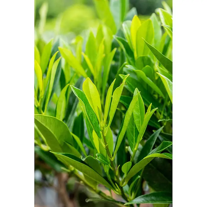 Piardino Kirschlorbeer - Aktuelle Wuchshöhe: 100 cm - 125 cm, Prunus laurocerasus 'Caucasica', Topfgröße: 30 cm, 20 Stk. - Lebendige grüne Blätter, teils junge Triebe, füllen den Rahmen mit natürlicher Frische.