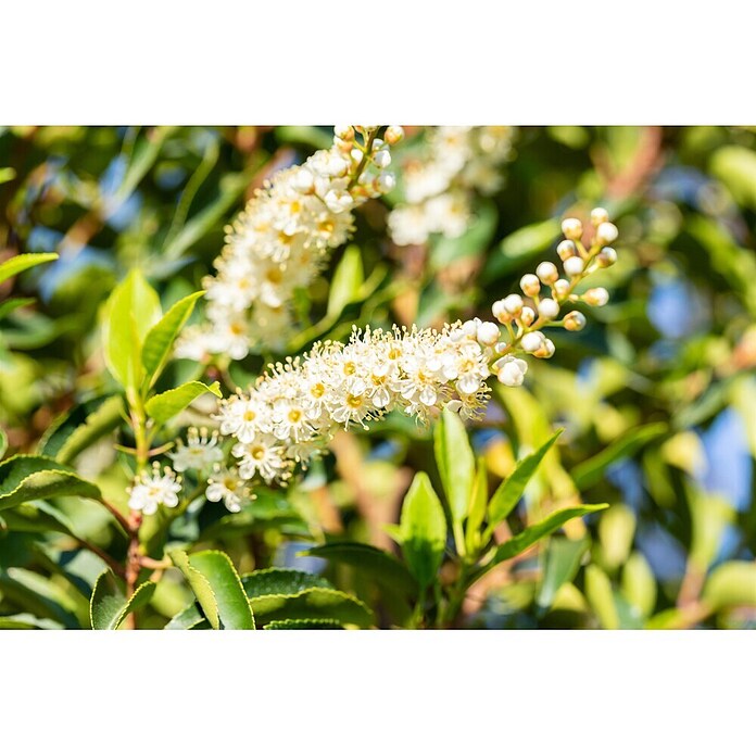 gummibaum groß kaufen Ficus Elastica Robusta ⭥130cm – Gummibaum Robusta main image 0