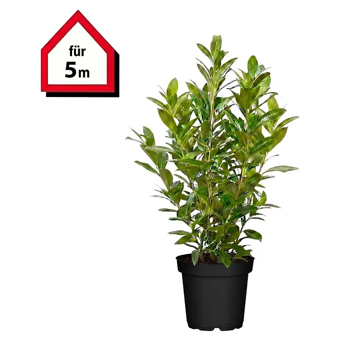 Piardino Kirschlorbeer Caucasica - Aktuelle Wuchshöhe: 100 cm - 125 cm, Prunus laurocerasus 'Caucasica', Topfgröße: 30 cm, 10 Stk. - Grüne Topfpflanze in schwarzem Topf mit rotem und weißem 'für 5m' Schild.