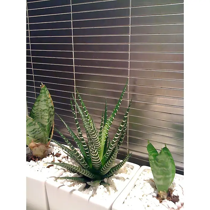 ALLOY Mosaikfliese Mosaik Fliese massiv Edelstahl marine gebürstet grau 1,6mm Linear-S-S-MB - 316 x 297 mm, Grau, Silber, Blau, Sonstiges - Drei Sukkulenten, darunter Haworthia und Sansevieria, in weißen rechteckigen Töpfen mit weißen Kieselsteinen vor einer metallischen Fliesenwand.