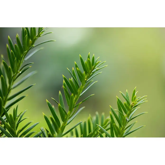 Piardino Heimische Eibe - Aktuelle Wuchshöhe: 100 cm - 120 cm, Taxus baccata, Topfgröße: 30 cm, 10 Stk. - Nahaufnahme von leuchtend grünen Pflanzenzweigen mit spitzen, nadelartigen Blättern.