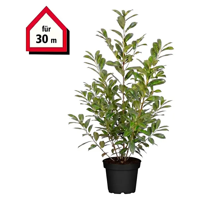 Piardino Kirschlorbeer Novita - Aktuelle Wuchshöhe: 100 cm - 125 cm, Prunus laurocerasus 'Novita', Topfgröße: 30 cm, 60 Stk. - Topfgrünpflanze mit einem "für 30 m"-Schild.