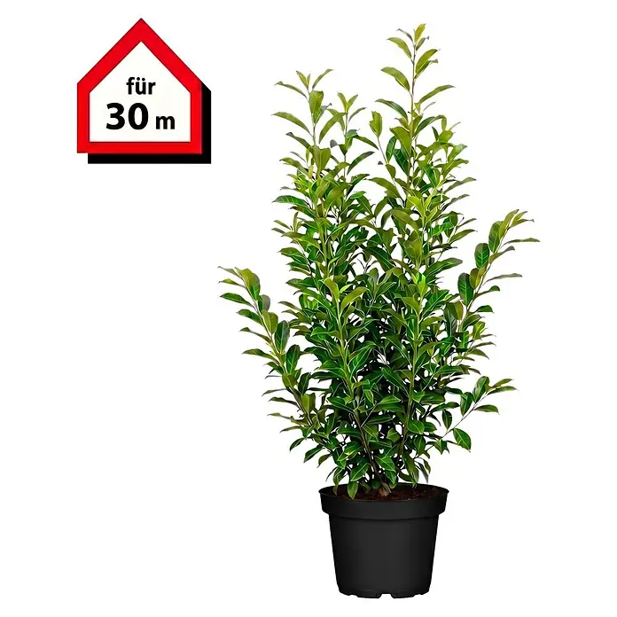 Piardino Kirschlorbeer Genolia - Aktuelle Wuchshöhe: 100 cm - 125 cm, Prunus laurocerasus 'Genolia', Topfgröße: 30 cm, 60 Stk. - Grüne Blattpflanze in schwarzem Topf mit Schild „für 30 m“.