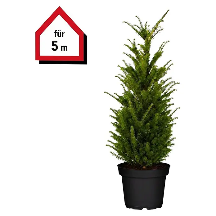 Piardino Heimische Eibe - Aktuelle Wuchshöhe: 100 cm - 120 cm, Taxus baccata, Topfgröße: 30 cm, 10 Stk. - Grünes Nadelgehölz im schwarzen Topf mit Schild "für 5 m".
