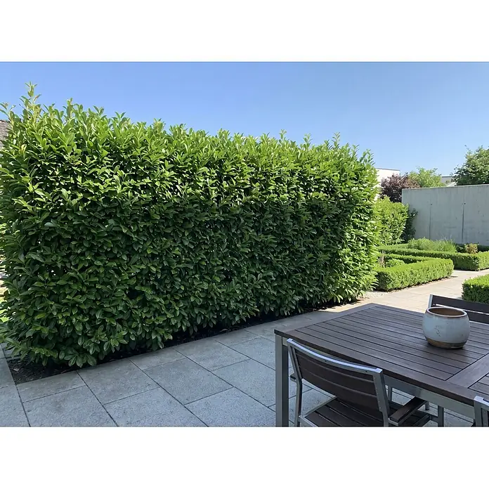 Piardino Kirschlorbeer Novita - Aktuelle Wuchshöhe: 100 cm - 125 cm, Prunus laurocerasus 'Novita', Topfgröße: 30 cm, 60 Stk. - Dichte, grüne Hecke begrenzt moderne Terrasse mit dunklem Holz- und Metall-Esstisch im Freien.