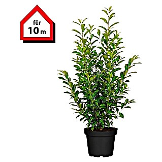 Piardino Kirschlorbeer Genolia - Aktuelle Wuchshhe: 100 cm - 125 cm,  Prunus laurocerasus 'Genolia', Topfgre: 30 cm, 20 Stk. online kaufen bei  BAUHAUS