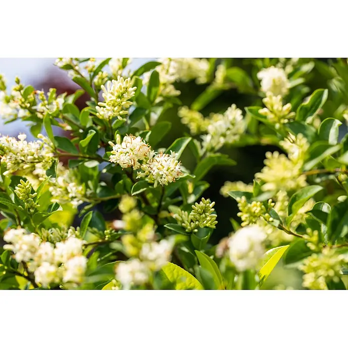 Piardino Kirschlorbeer Novita - Aktuelle Wuchshöhe: 100 cm - 125 cm, Prunus laurocerasus 'Novita', Topfgröße: 30 cm, 60 Stk. - Nahaufnahme eines blühenden Strauchs mit kleinen weiß-cremefarbenen Blüten und glänzenden grünen Blättern.