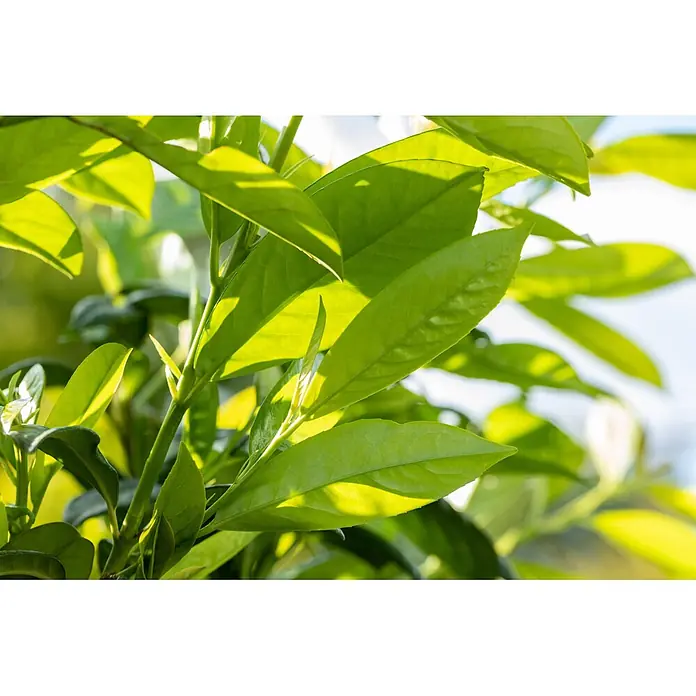Piardino Kirschlorbeer Novita - Aktuelle Wuchshöhe: 100 cm - 125 cm, Prunus laurocerasus 'Novita', Topfgröße: 30 cm, 60 Stk. - Nahaufnahme von leuchtend grünen Blättern einer Pflanze, von hellem Sonnenlicht beleuchtet, das frisches Wachstum zeigt.
