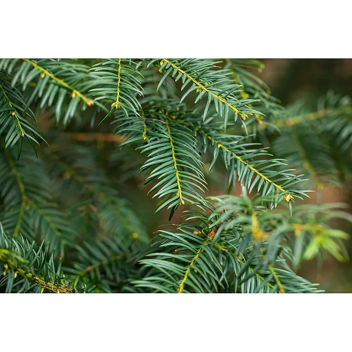 Piardino Heimische Eibe - Aktuelle Wuchshöhe: 100 cm - 120 cm, Taxus baccata, Topfgröße: 30 cm, 10 Stk. - Lebhaft grüne Nadelbaumzweige mit kurzen, flachen Nadeln und kleinen, gelblich-braunen Knospen.