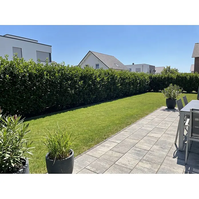 Piardino Kirschlorbeer Genolia - Aktuelle Wuchshöhe: 100 cm - 125 cm, Prunus laurocerasus 'Genolia', Topfgröße: 30 cm, 30 Stk. - Graue rechteckige Terrassenplatten gestalten einen modernen Außenbereich mit Essgruppe, umrandet von Rasen und Hecke.